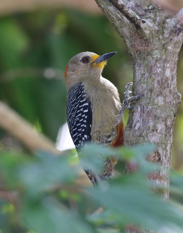 Yucatan Woodpecker