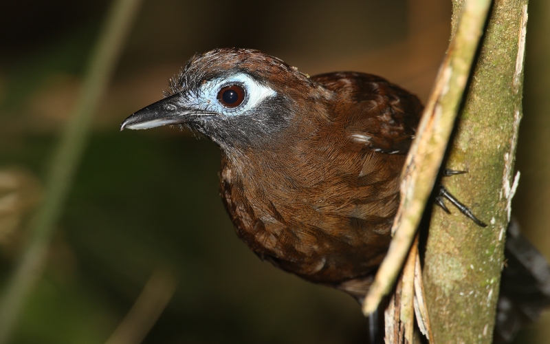 Zeledon's Antbird