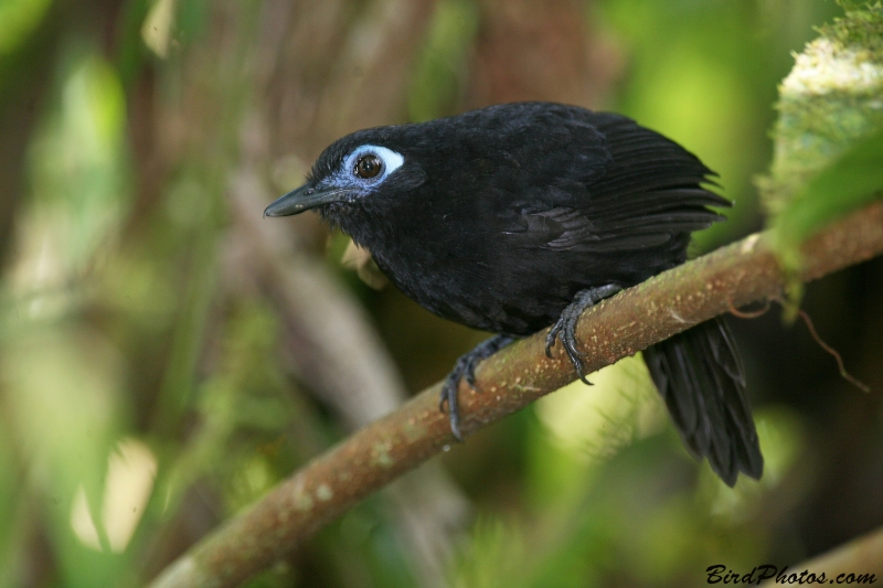 Zeledon's Antbird