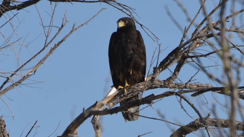 Zone-tailed Hawk