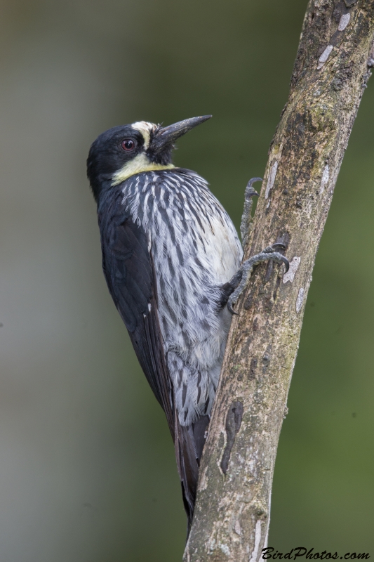 Acorn Woodpecker