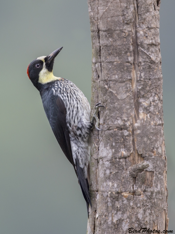 Acorn Woodpecker