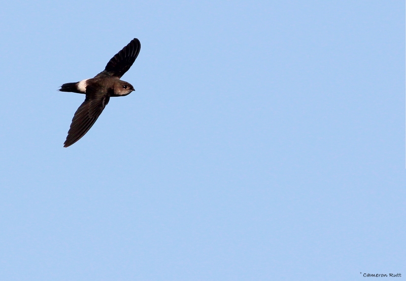 Band-rumped Swift