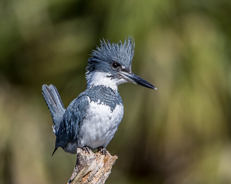 Belted Kingfisher