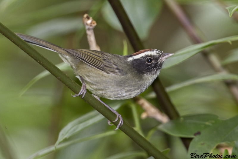 Black-cheeked Warbler