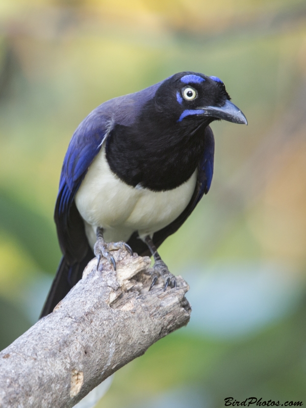 Black-chested Jay