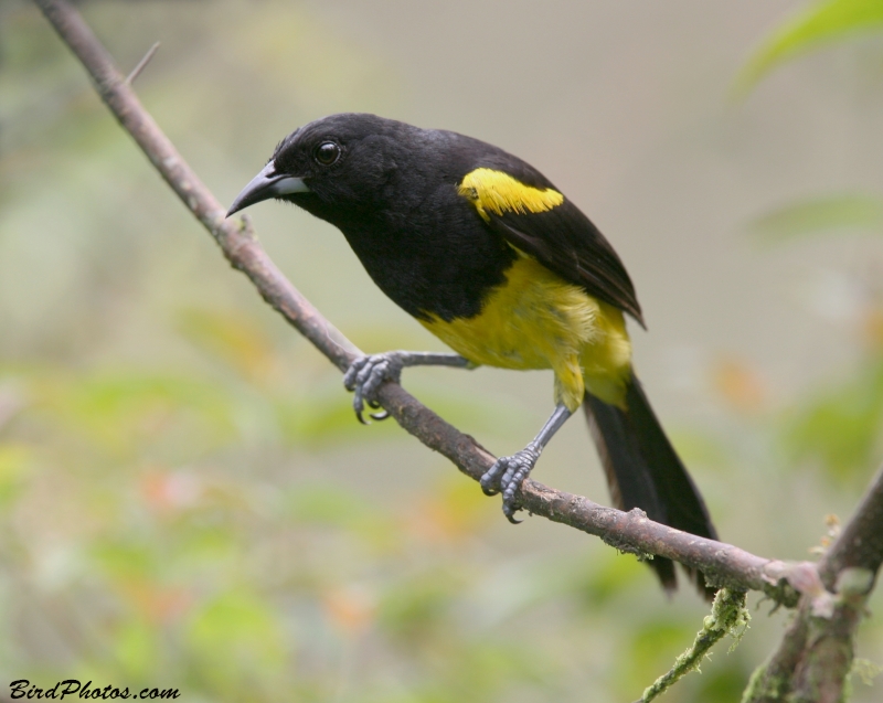 Black-cowled Oriole