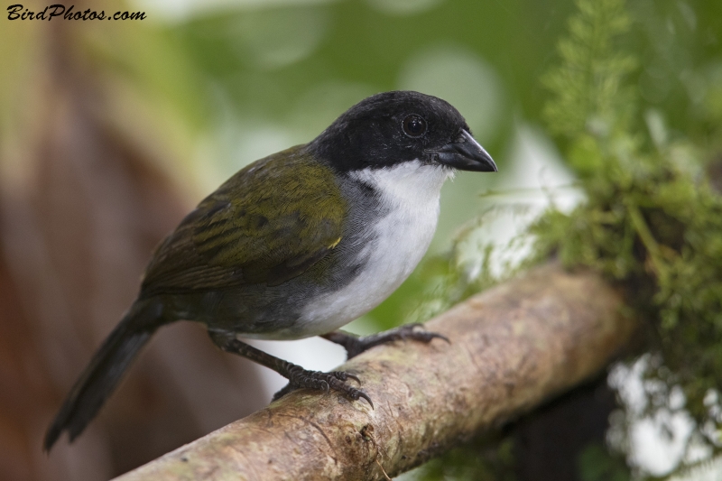 Black-headed Brushfinch