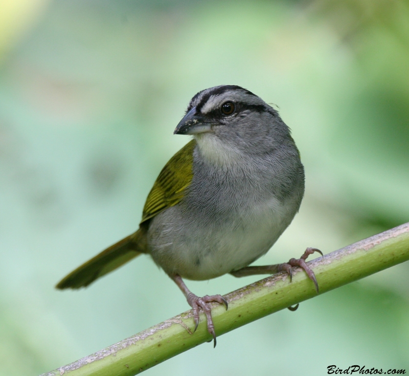 Black-striped Sparrow