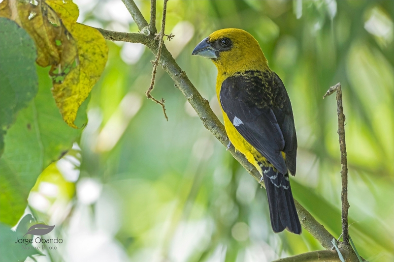 Black-thighed Grosbeak