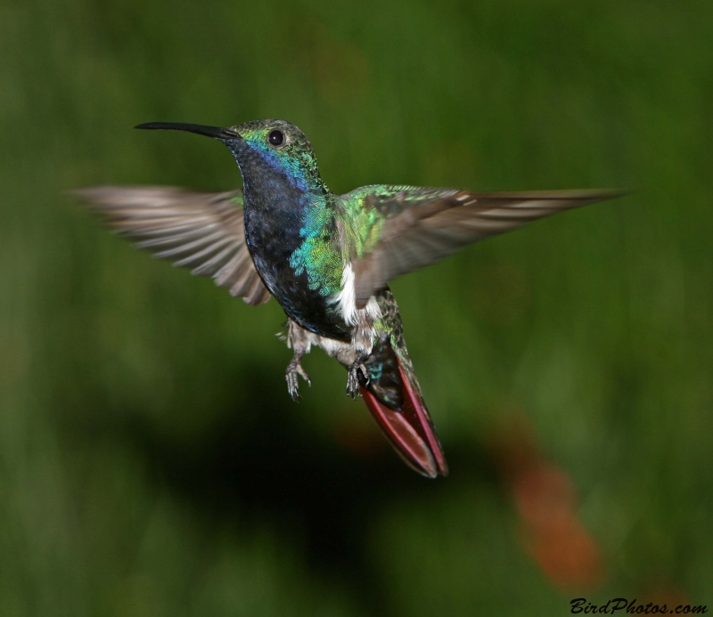 Black-throated Mango