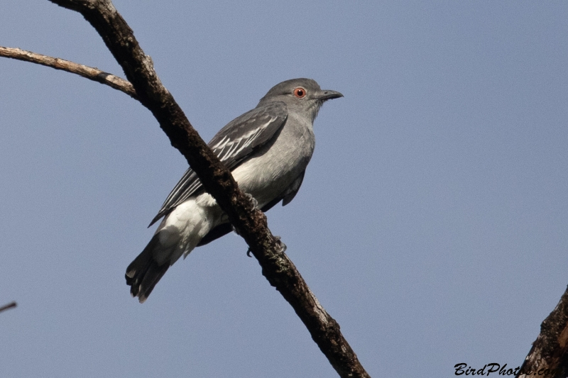 Black-tipped Cotinga