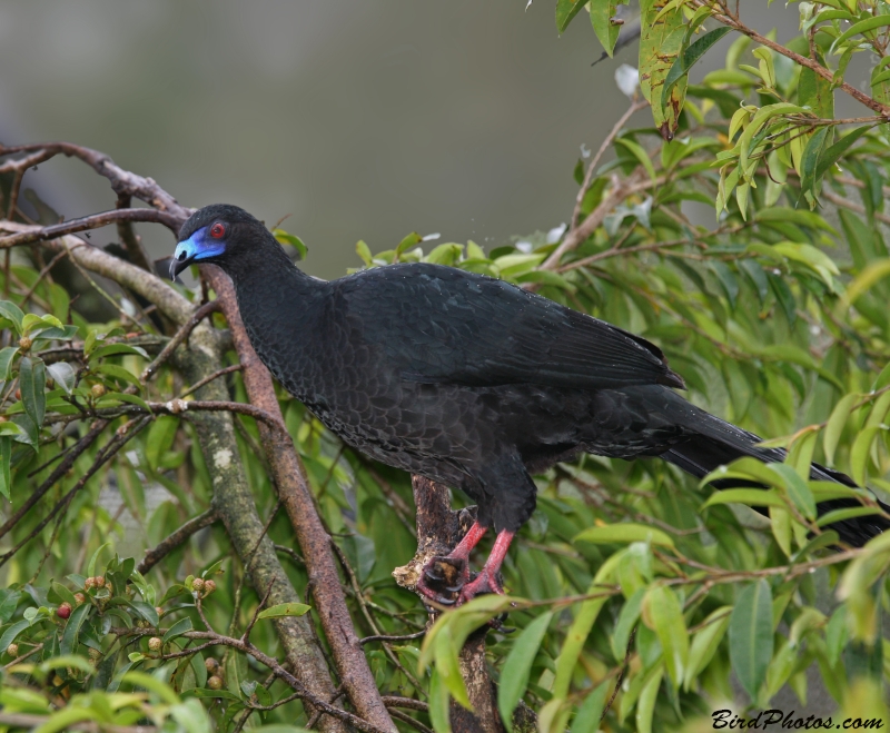 Black Guan