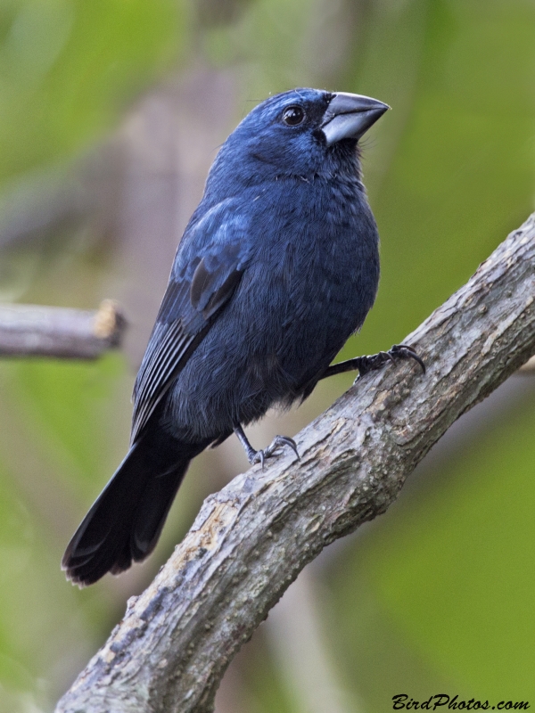 Blue-black Grosbeak