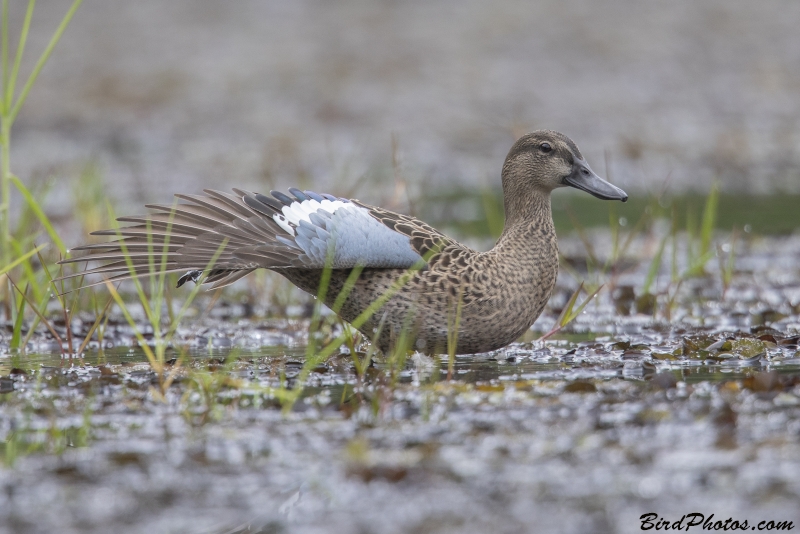 Blue-winged Teal