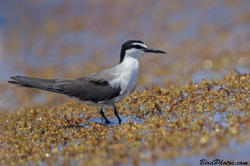 Bridled Tern