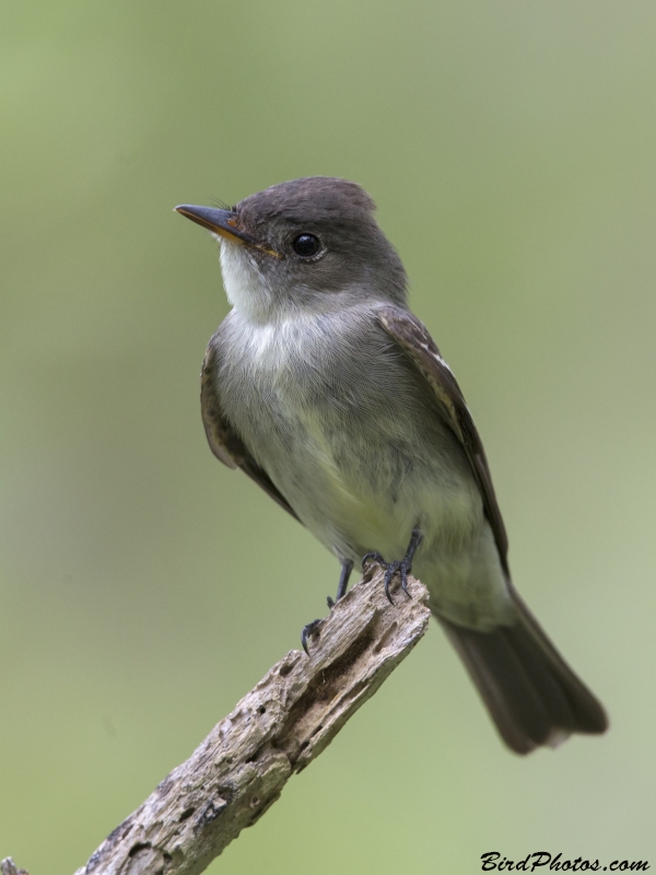 Eastern Wood Pewee