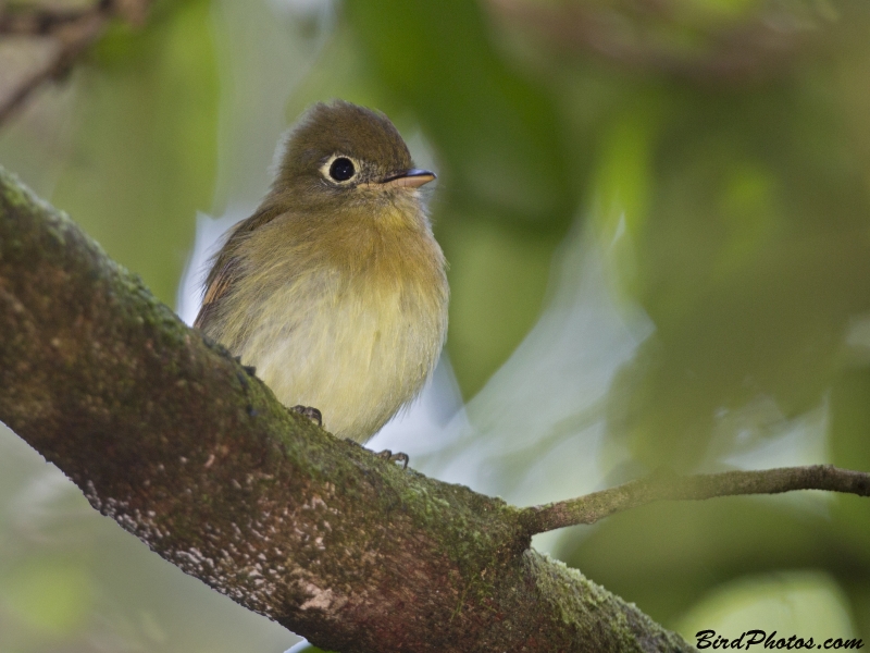 Eye-ringed Flatbill