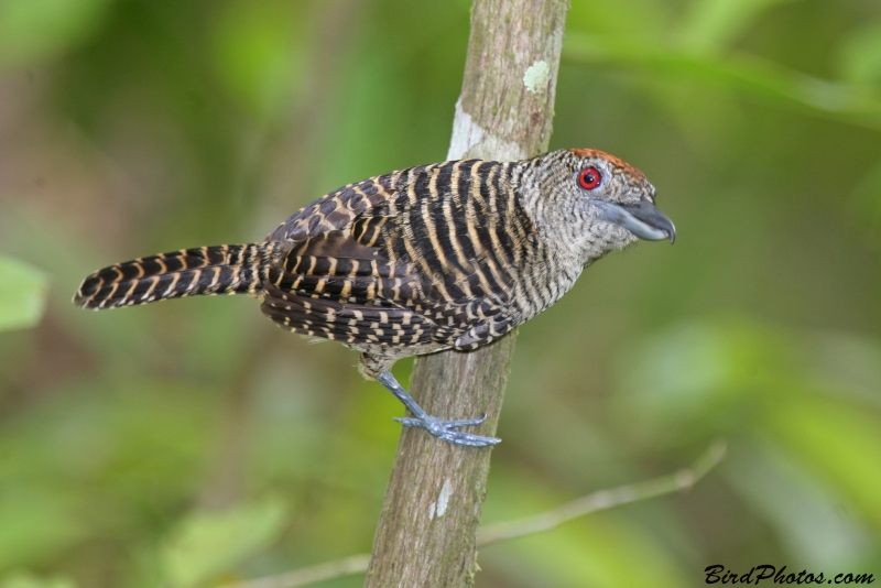 Fasciated Antshrike