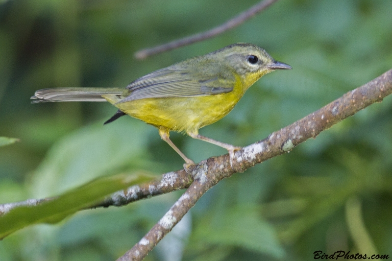 Golden-crowned Warbler