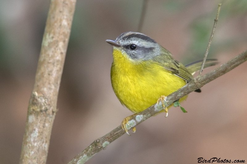 Golden-crowned Warbler