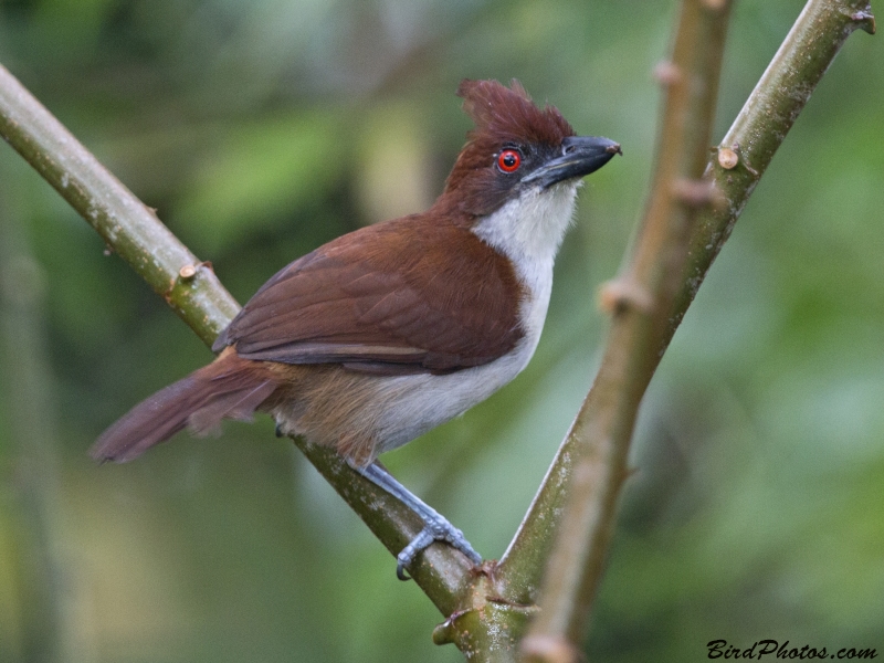 Great Antshrike