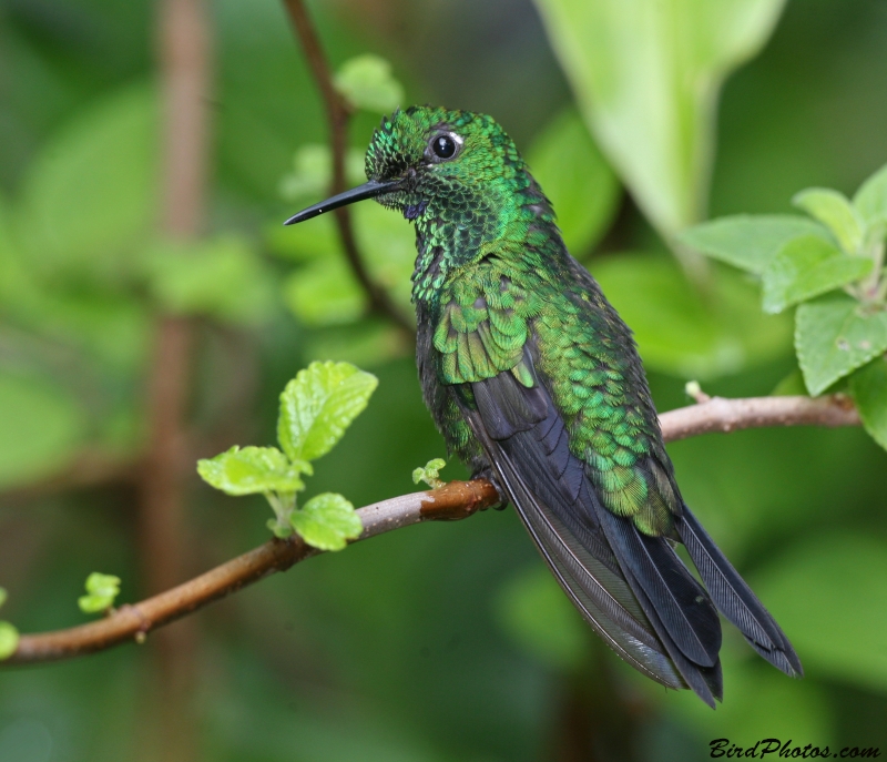 Green-crowned Brilliant