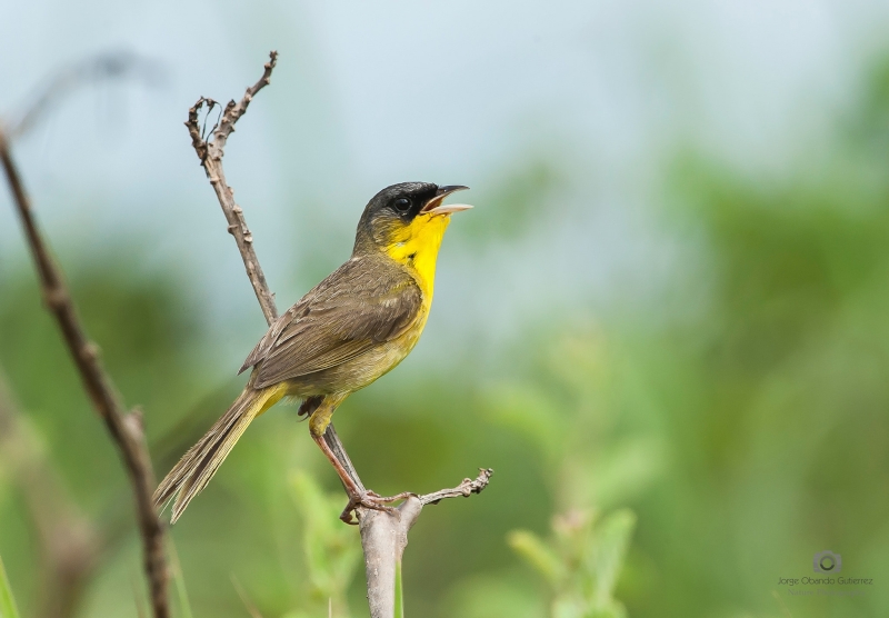 Grey-crowned Yellowthroat