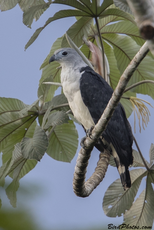 Grey-headed Kite