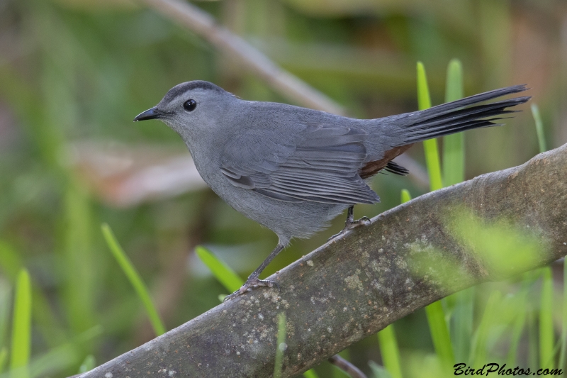 Grey Catbird