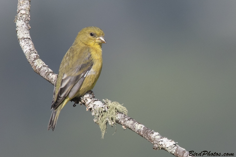 Lesser Goldfinch