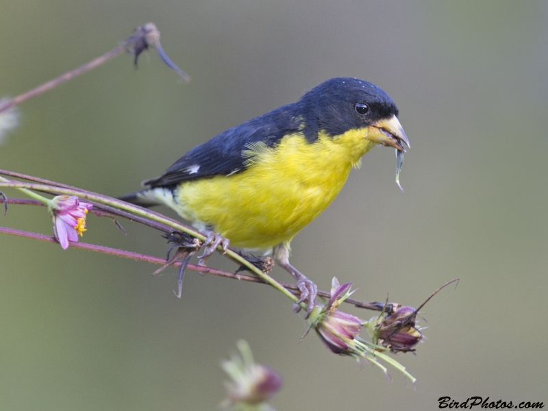 Lesser Goldfinch