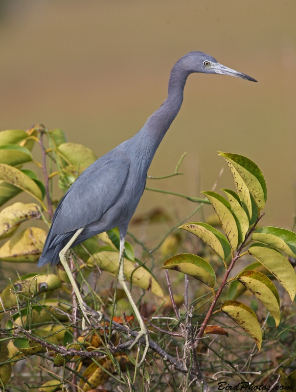 Little Blue Heron