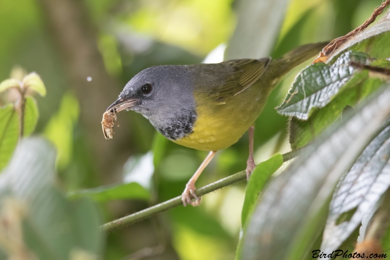 Mourning Warbler