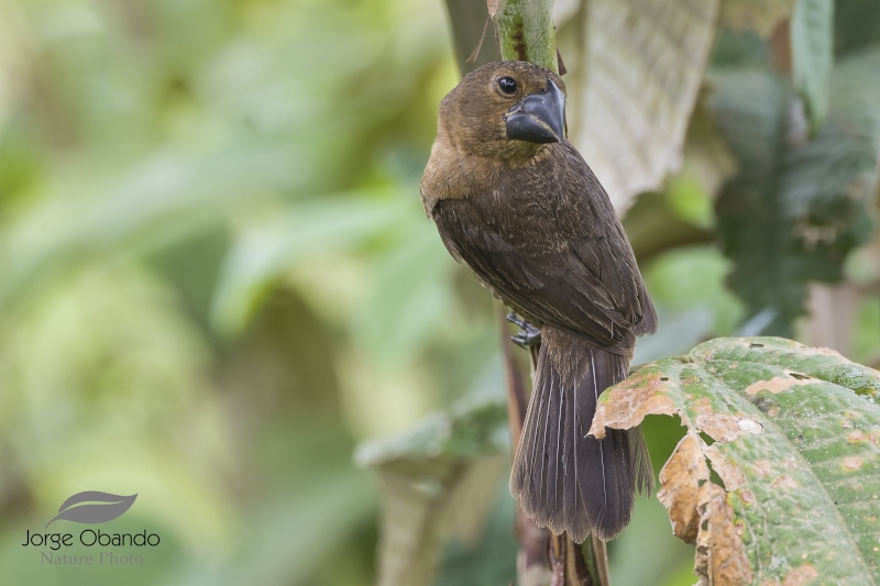 Nicaraguan Seed Finch