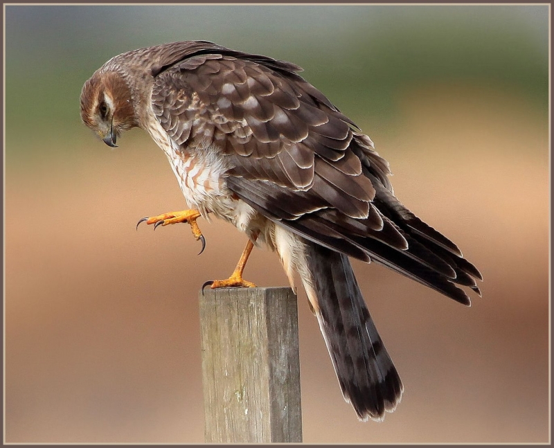 Northern Harrier