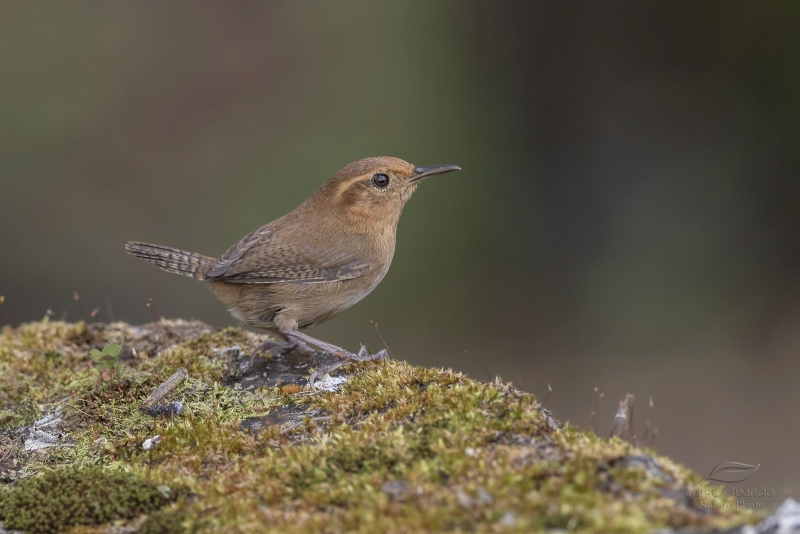 Ochraceous Wren