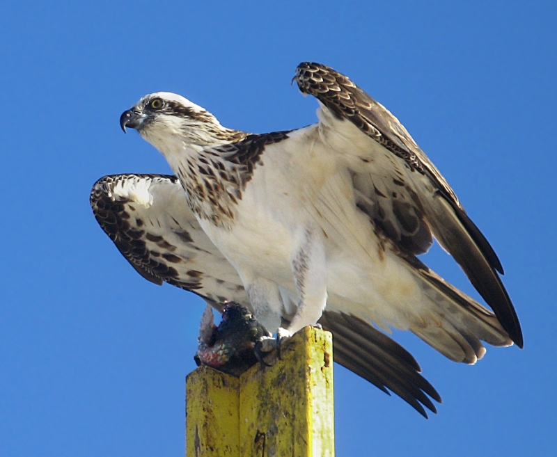 Osprey