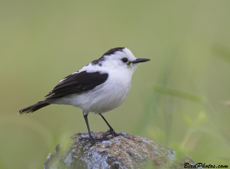 Pied Water Tyrant