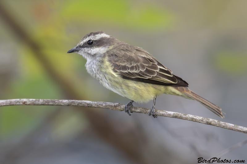 Piratic Flycatcher