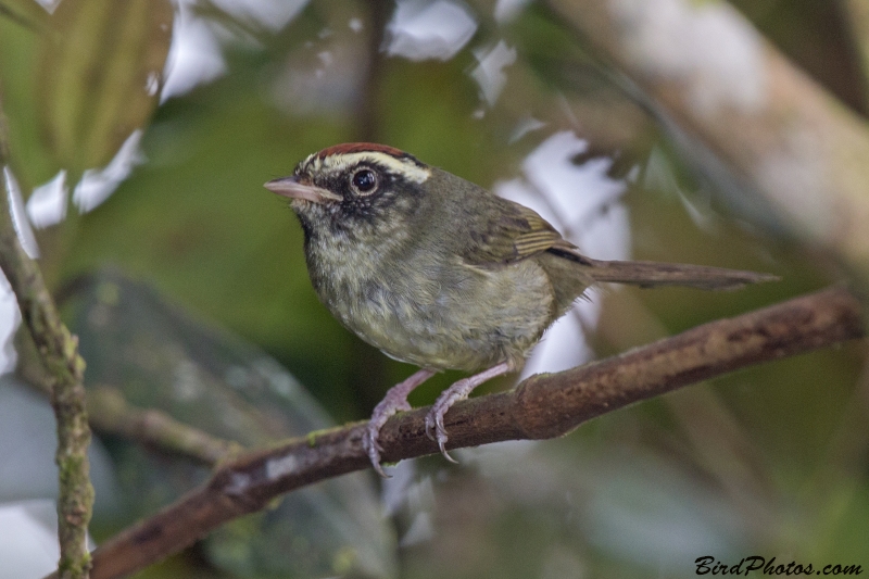 Pirre Warbler