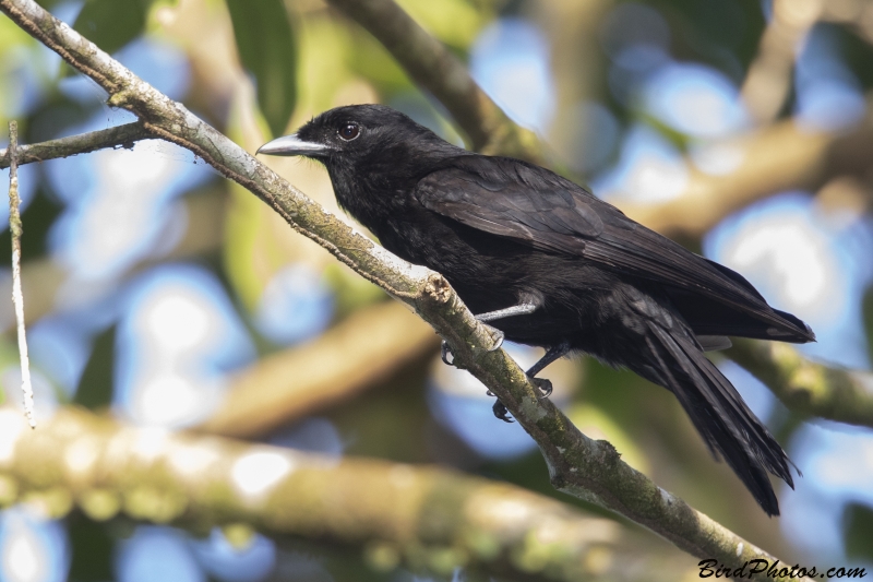 Purple-throated Fruitcrow