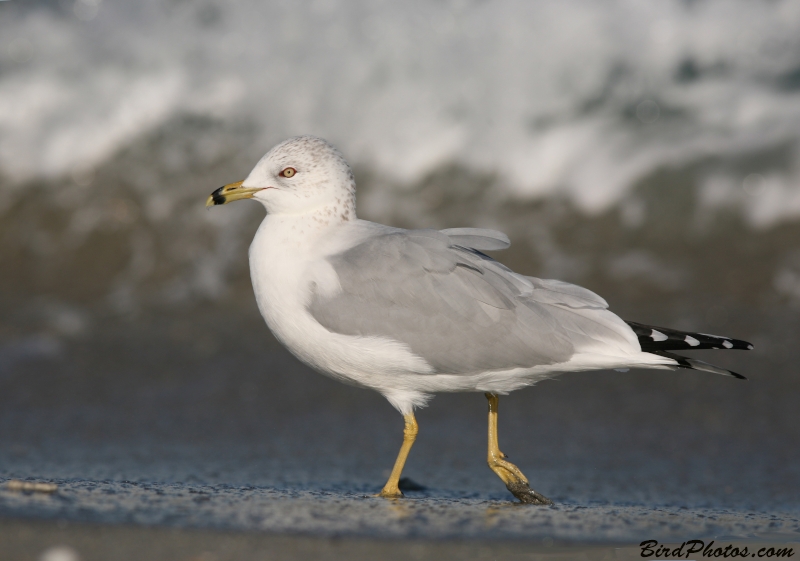 Ring-billed Gull