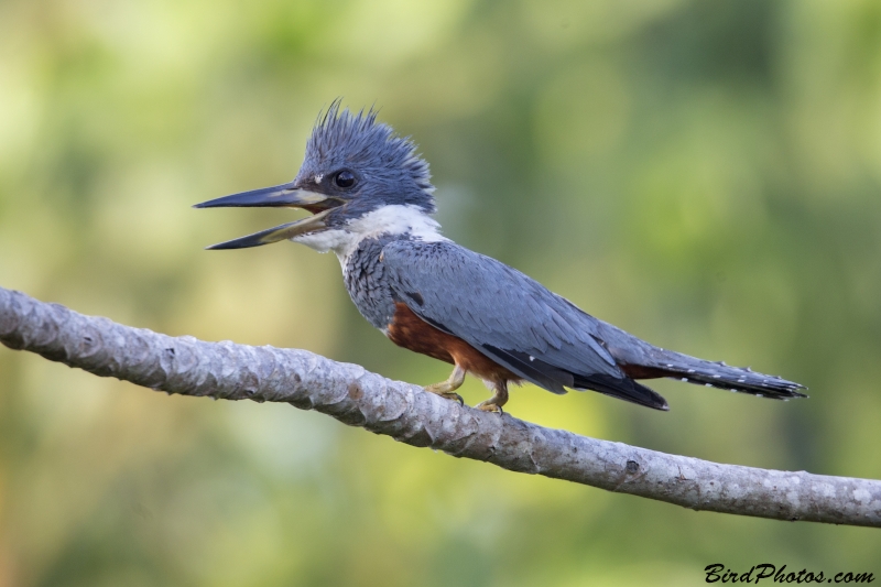 Ringed Kingfisher