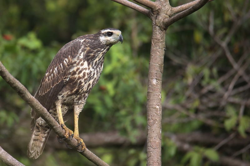 Savanna Hawk