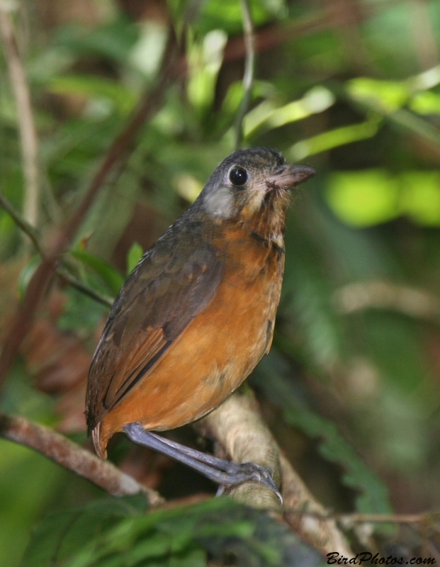 Scaled Antpitta