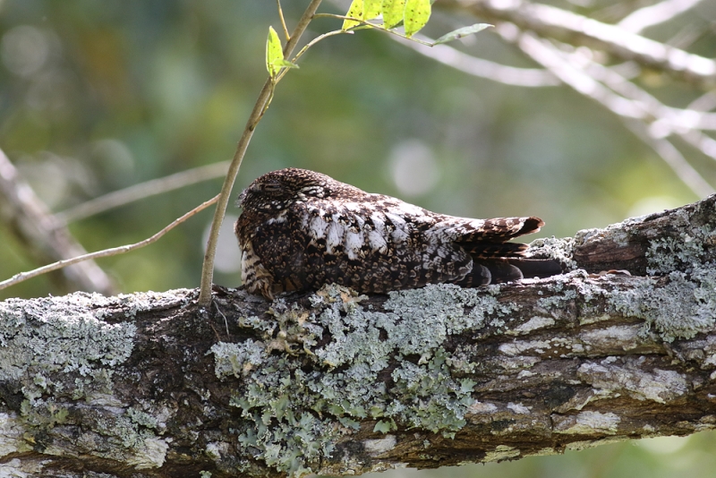 Short-tailed Nighthawk