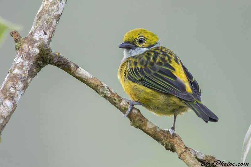 Silver-throated Tanager