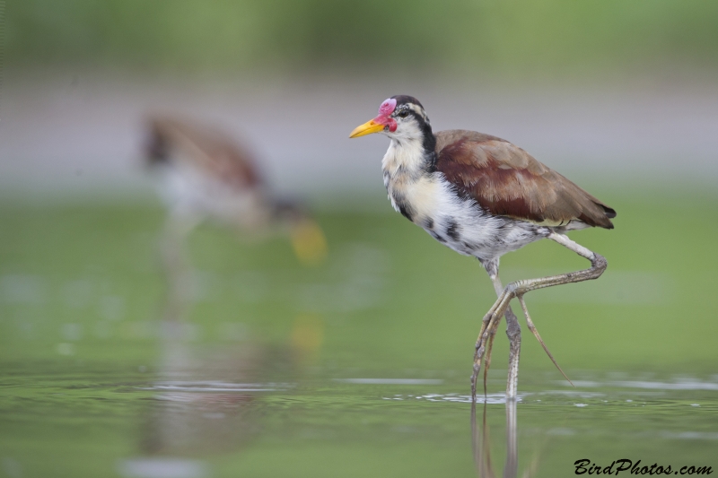 Wattled Jacana