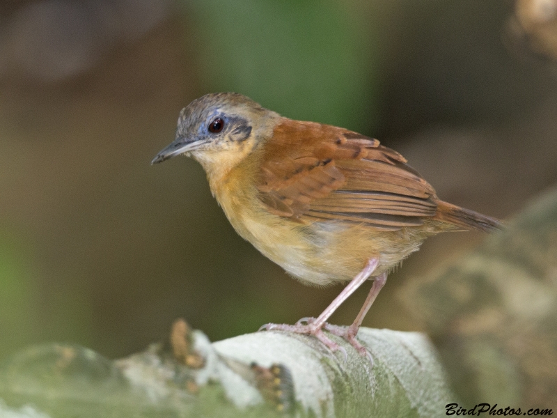 White-bellied Antbird